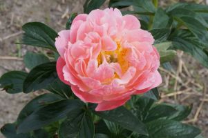 Peony Pink Hawaiian Coral